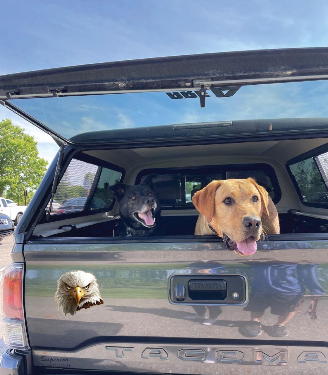 Here are a few options for alt text, keeping under 100 characters:
* **Two dogs & eagle sticker peek from truck bed.**
* **D